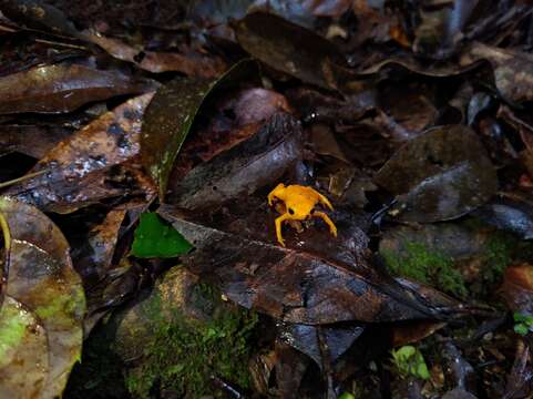 Image of Saddleback toad