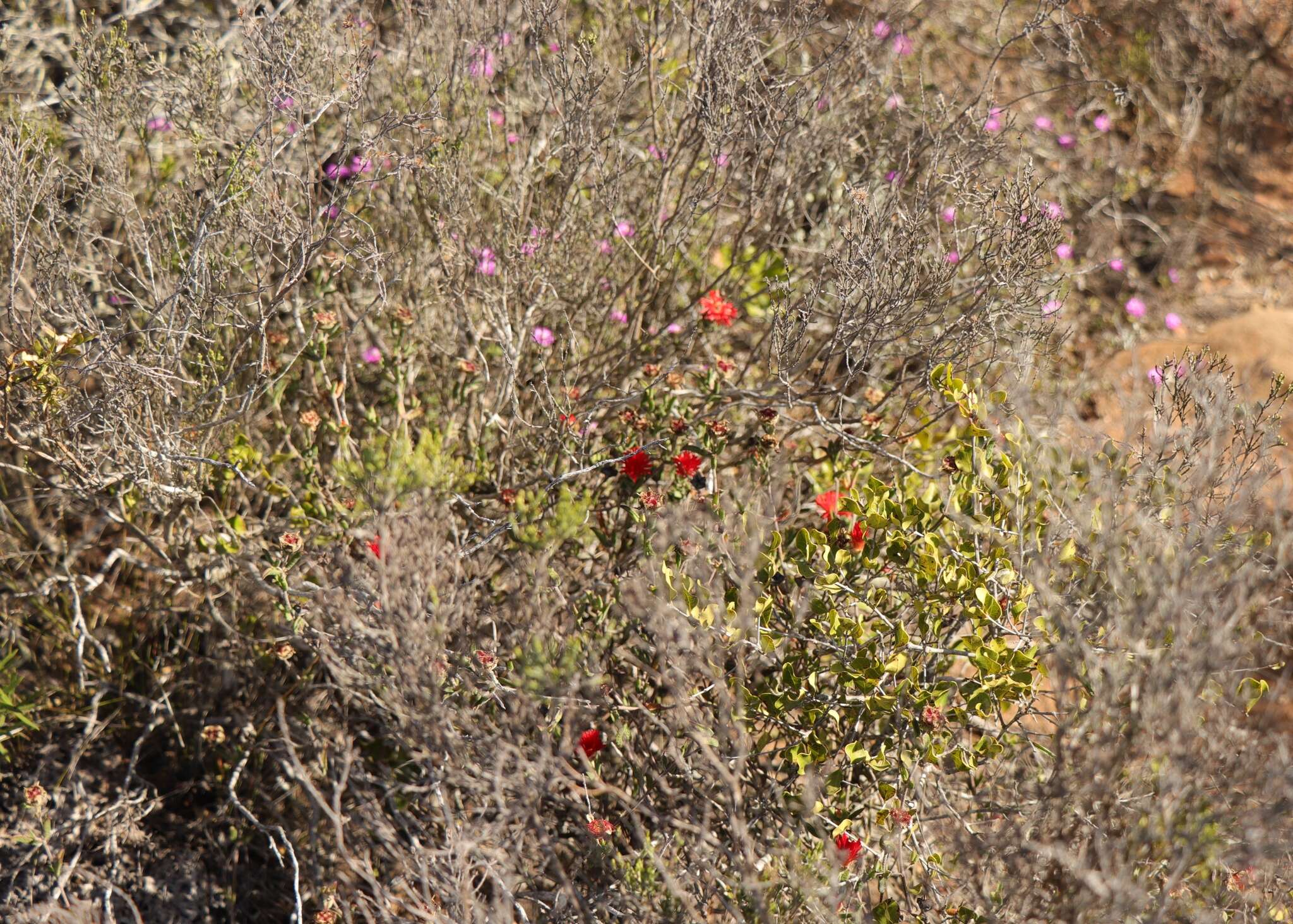 Image of Drosanthemum edwardsiae L. Bol.