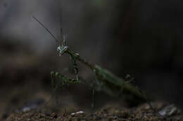 Imagem de Presibylla elegans Bolivar 1908