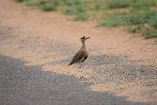 Image of Temminck's Courser