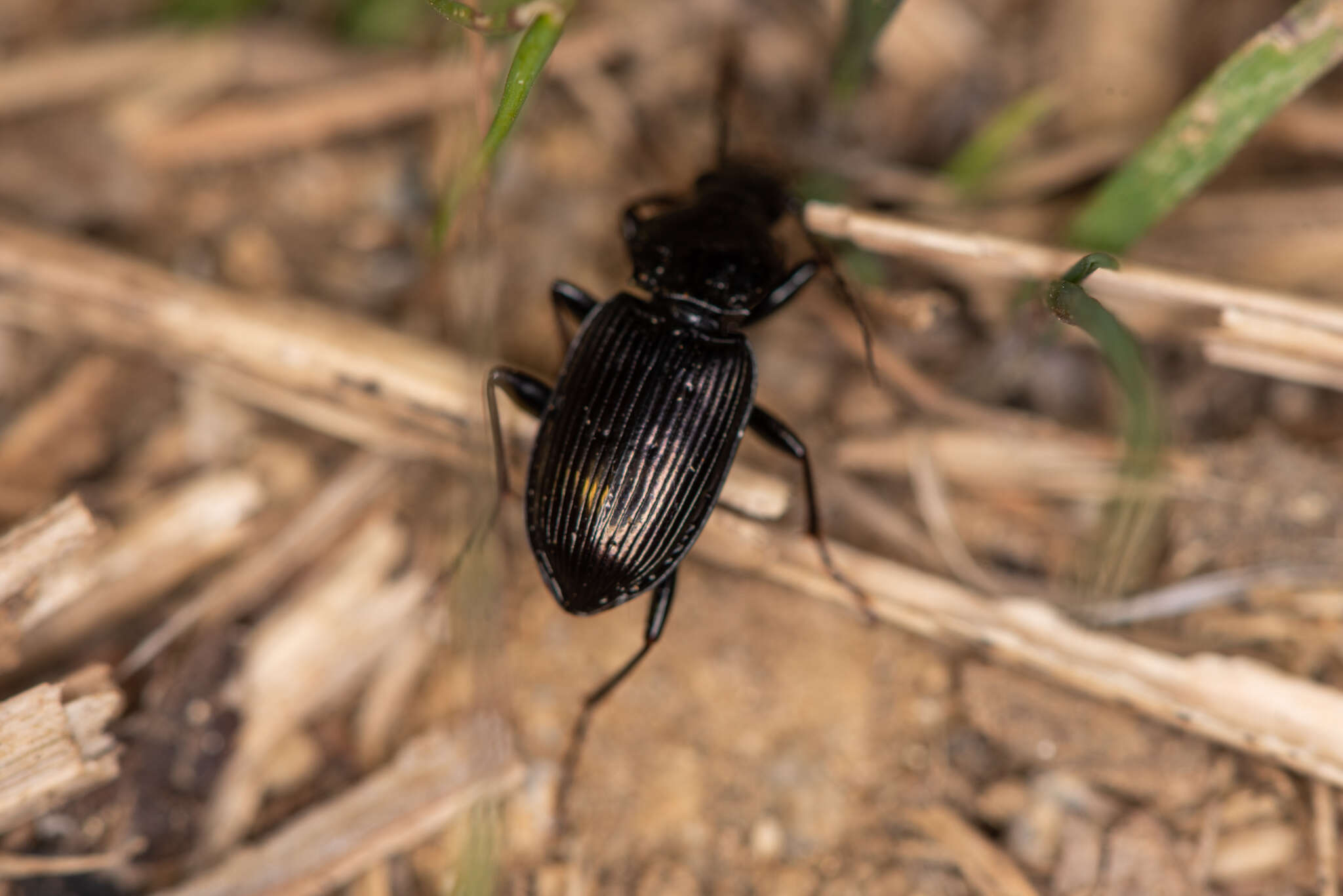 Image of Pterostichus (Bothriopterus) subovatus (Motschulsky 1860)