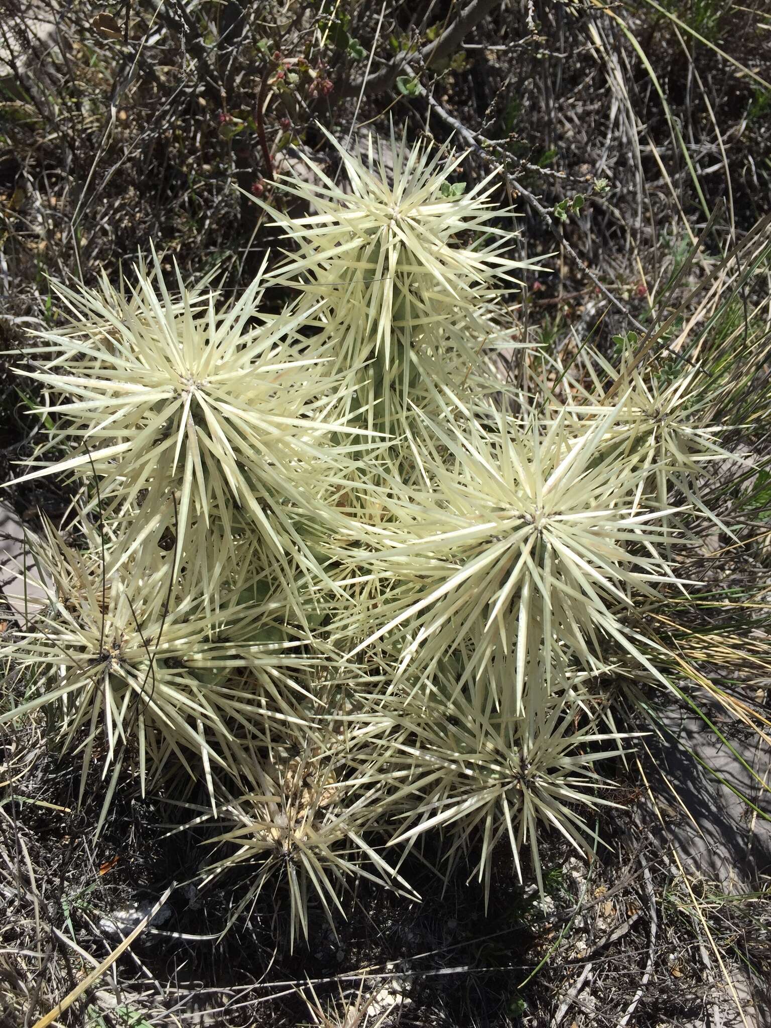 Image of thistle cholla