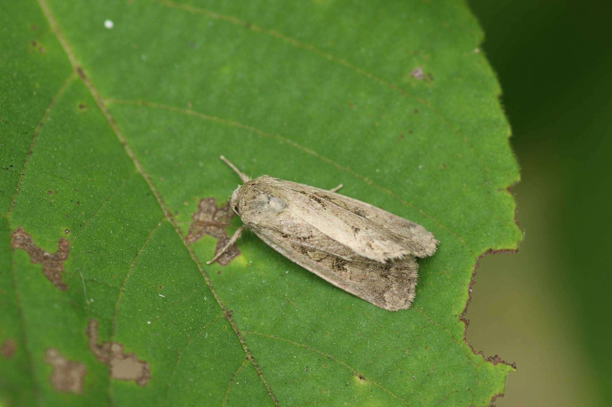 Image of Spodoptera depravata Butler 1879