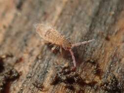 Image of Springtail