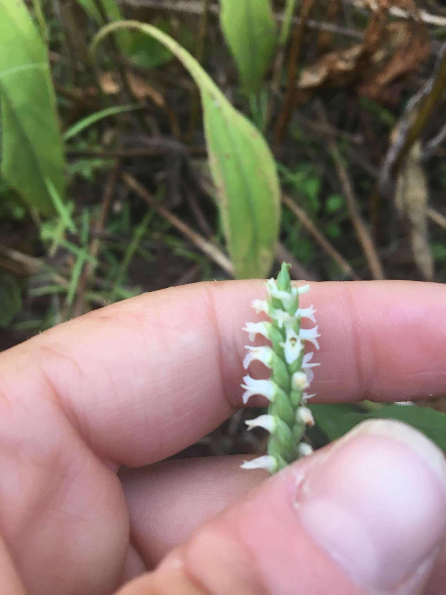 Image of October lady's tresses