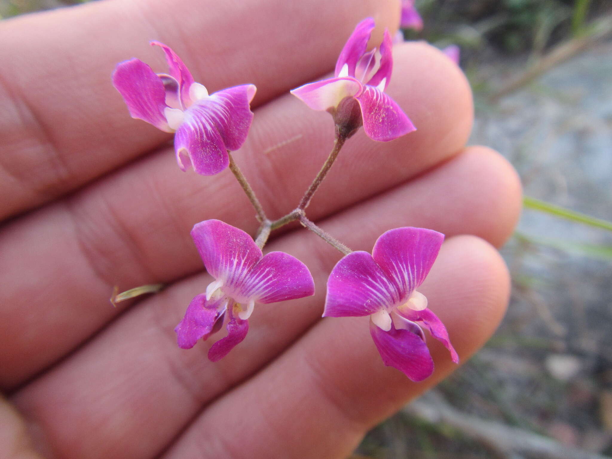 Image of Dolichos hastiformis E. Mey.