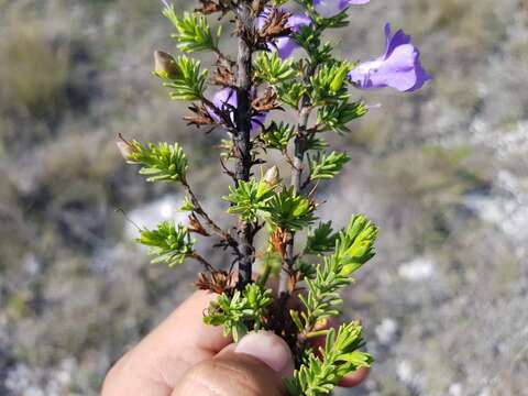 Imagem de Leucophyllum pringlei (Greenm.) Standley