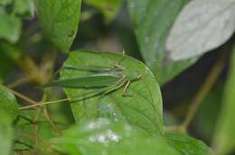 Image of Sinochlora longifissa (Matsumura, S. & Shiraki 1908)