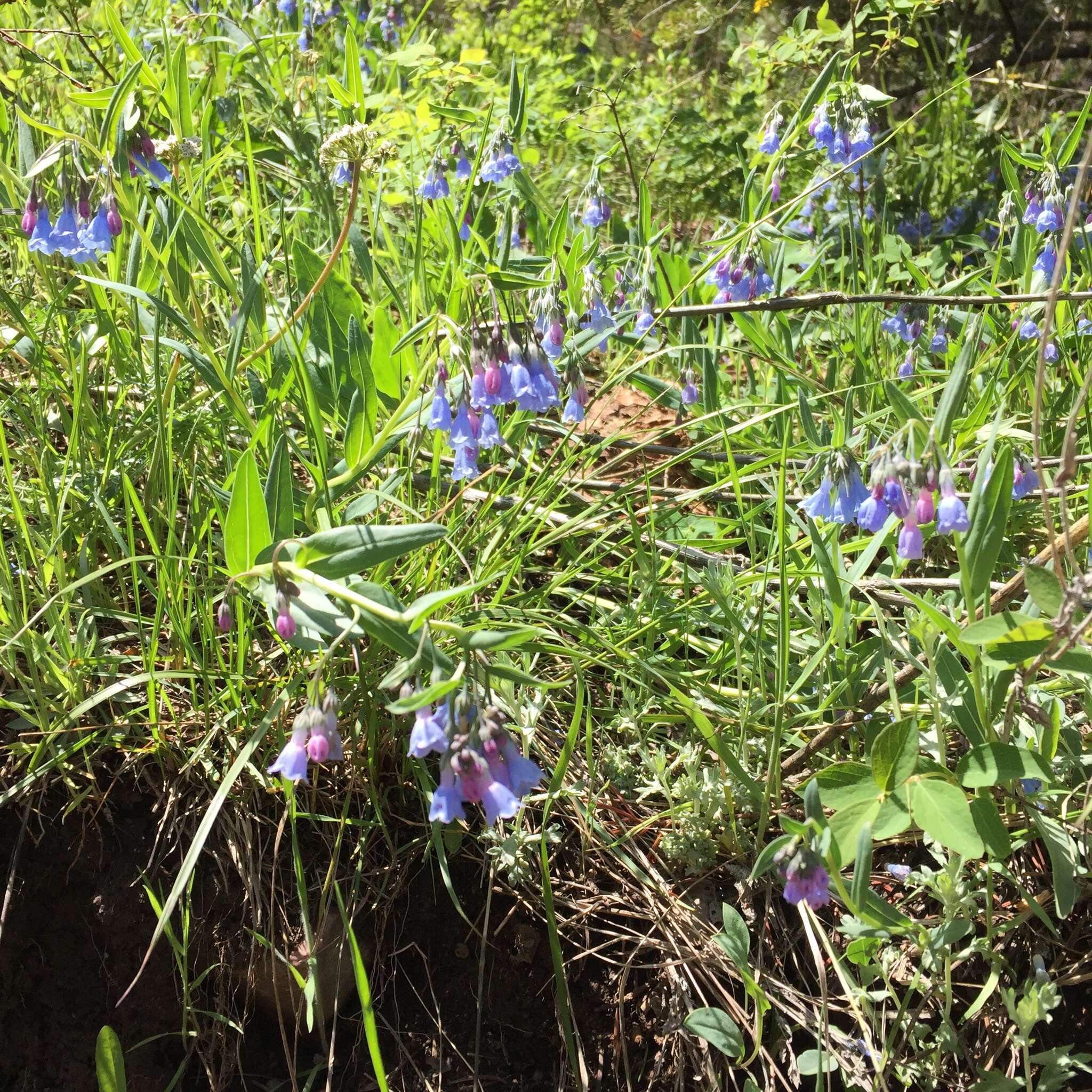 Image of prairie bluebells