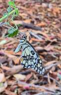 صورة Papilio demoleus Linnaeus 1758