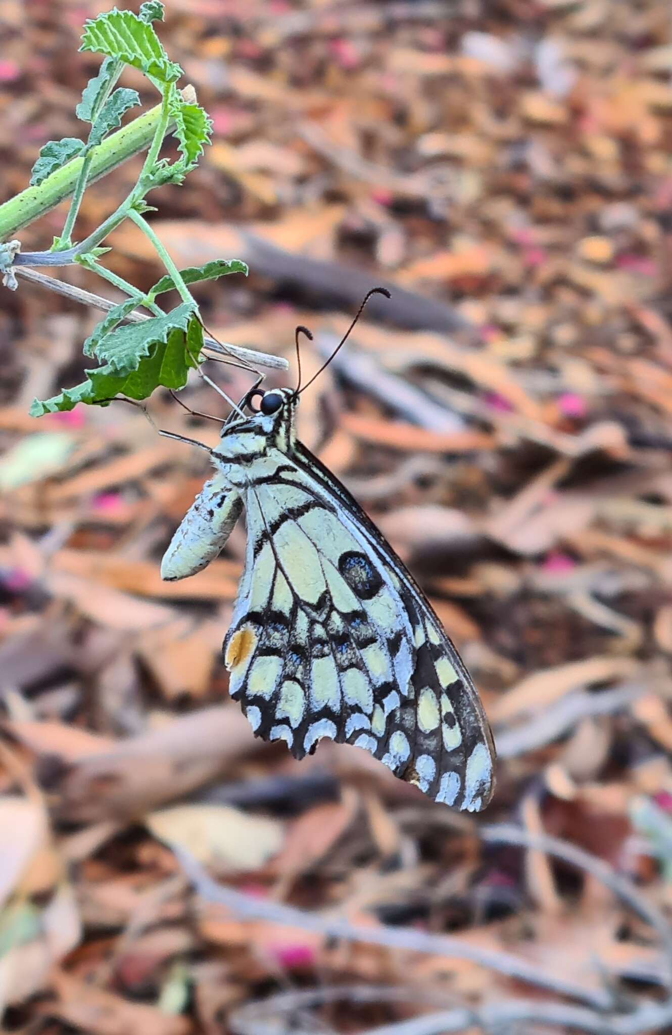 صورة Papilio demoleus Linnaeus 1758