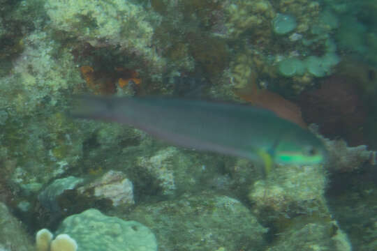 Image of Bluehead wrasse