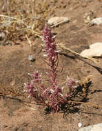 Image of Coris monspeliensis subsp. maroccana (Murb.) Greuter & Burdet