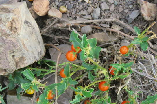 Image of Solanum tomentosum L.