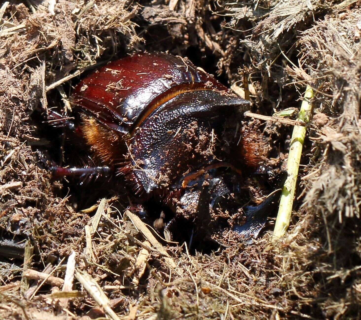 Image of Heliocopris andersoni Bates 1868