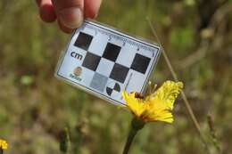 Image of Sooty Orange Tip