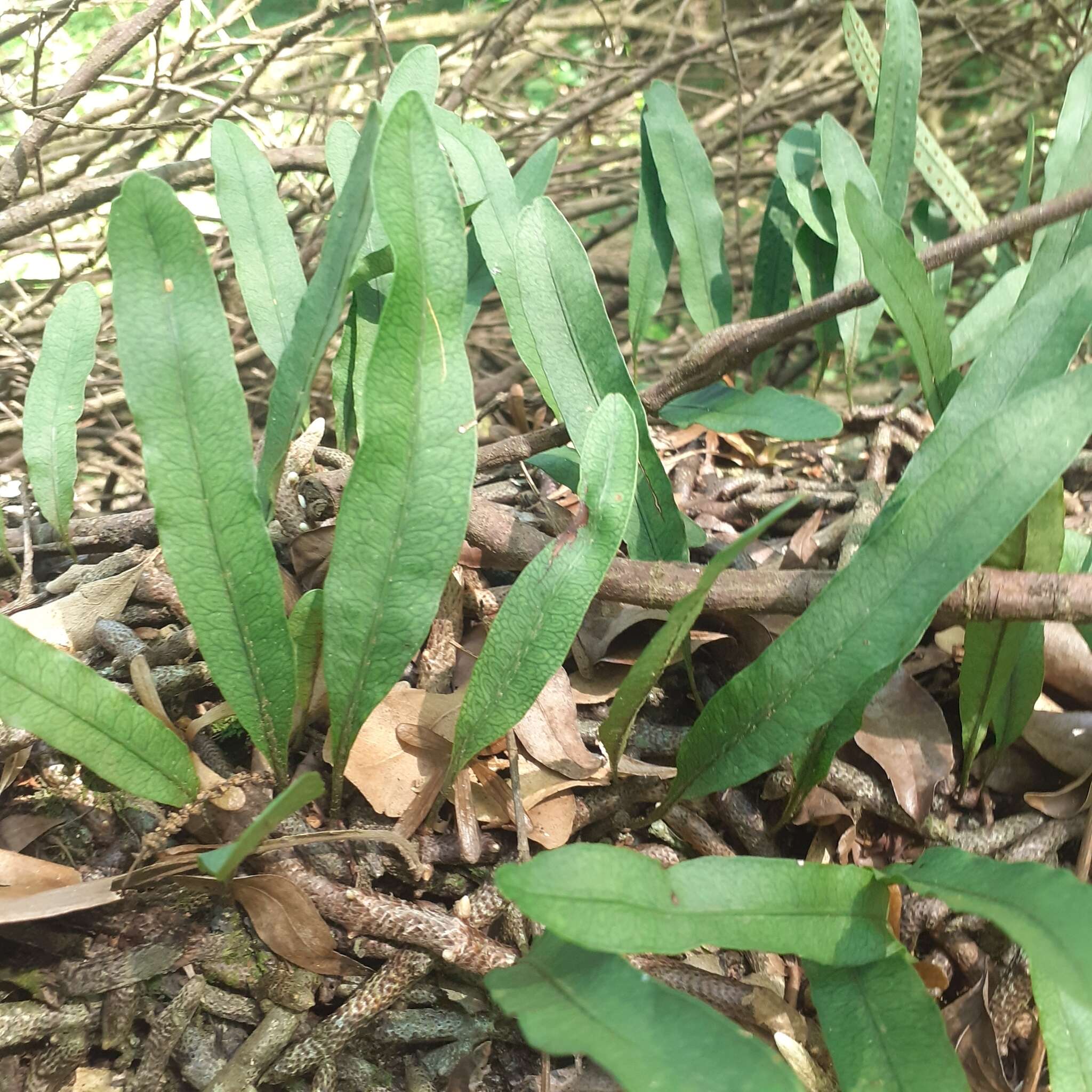 Image of Microgramma squamulosa (Kaulf.) Sota