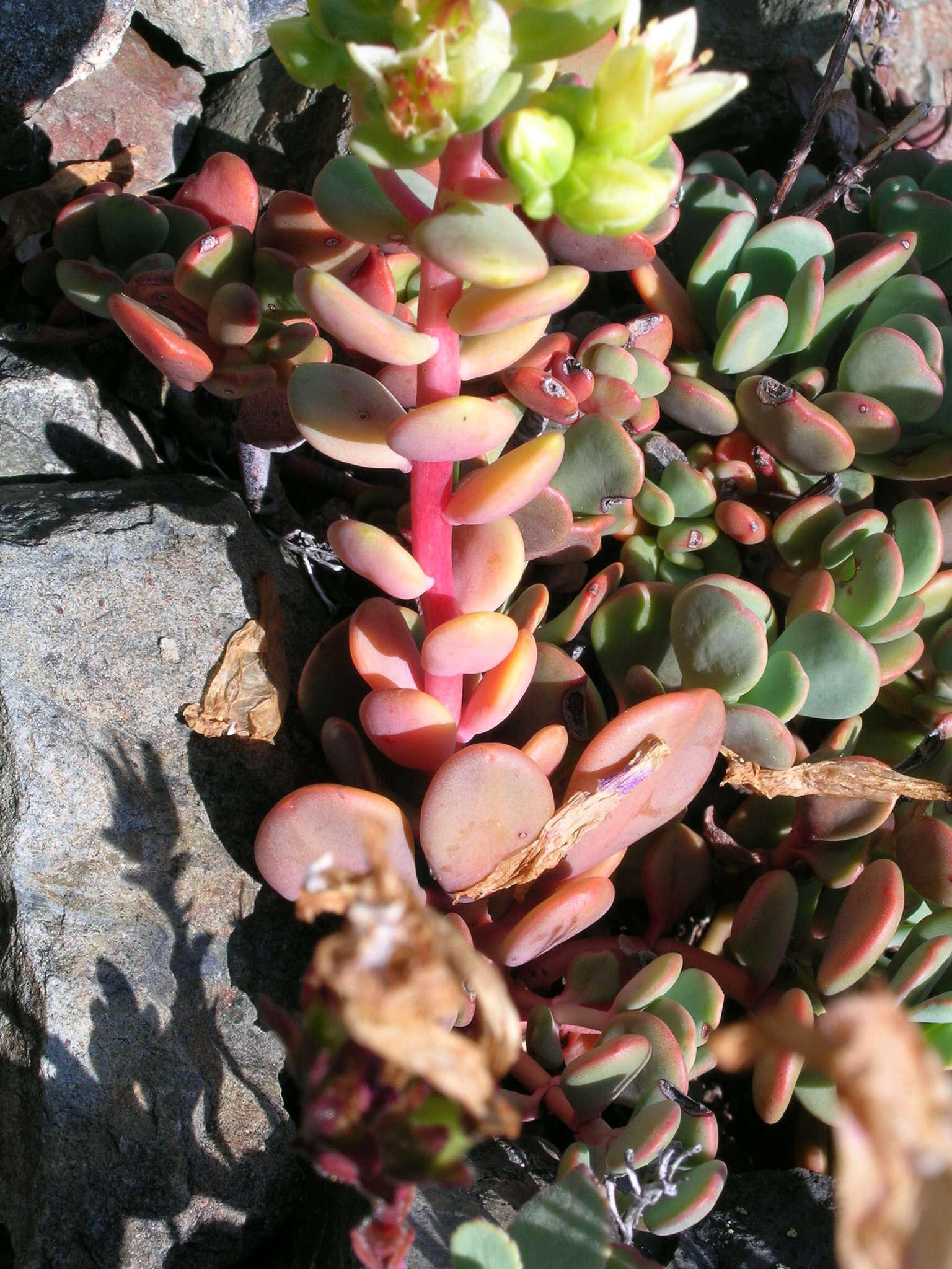 Sivun Sedum oregonense (S. Wats.) M. E. Peck kuva