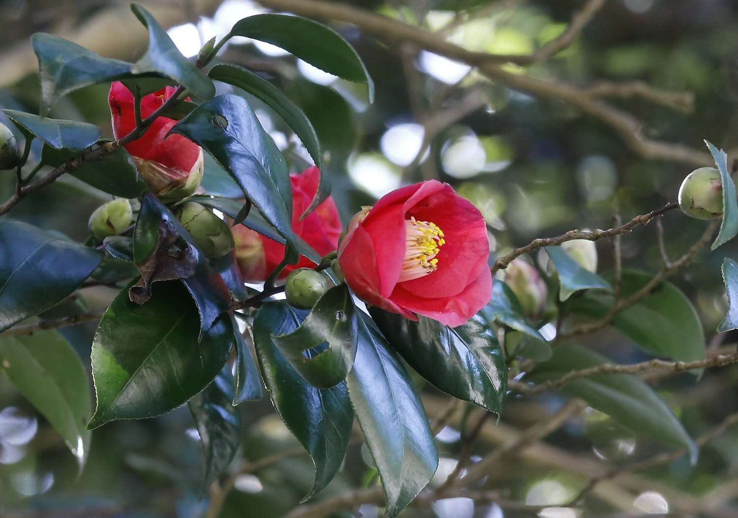 Image of camellia