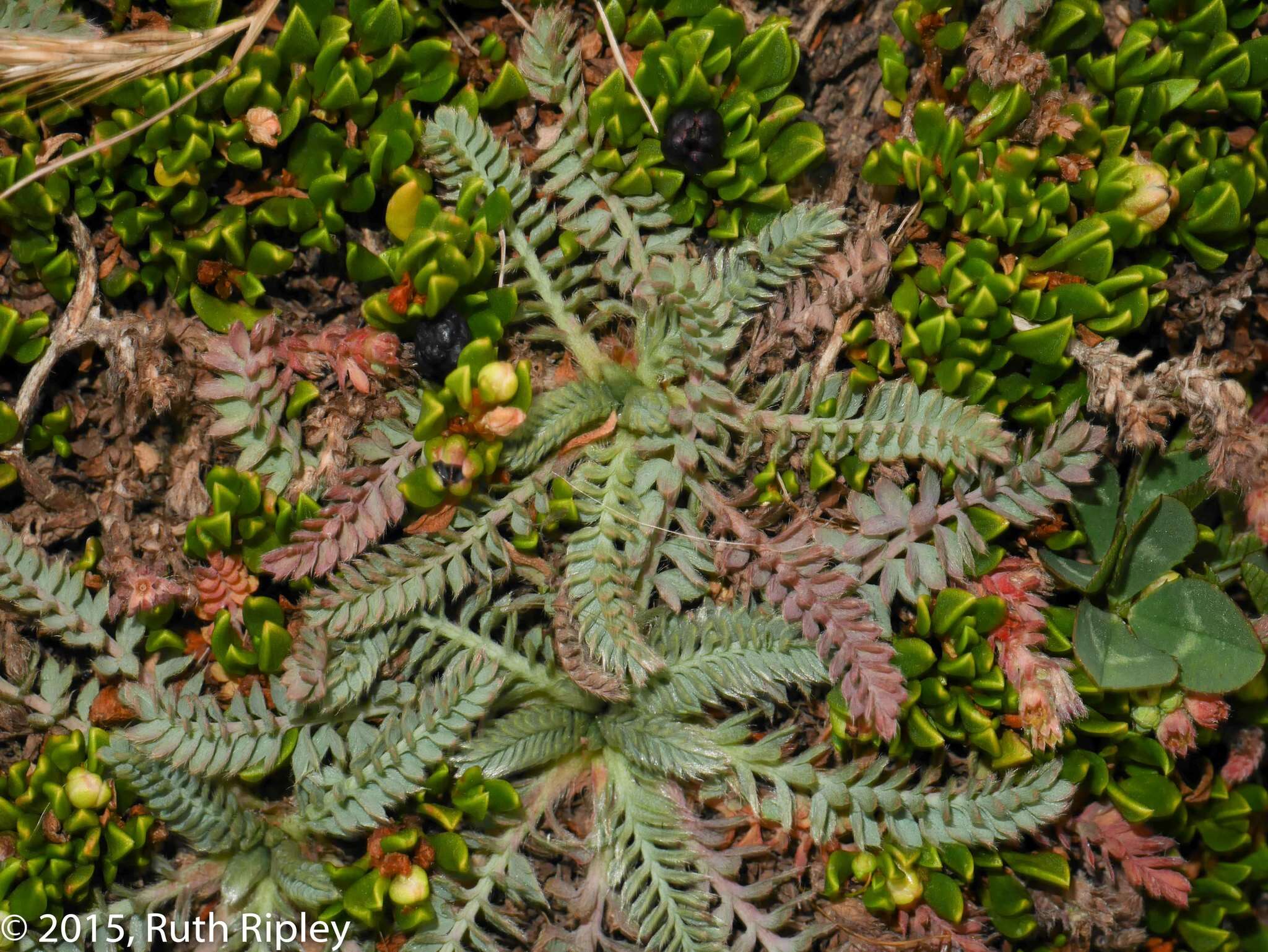 Image of Muehlenbeckia volcanica (Benth.) Endlicher