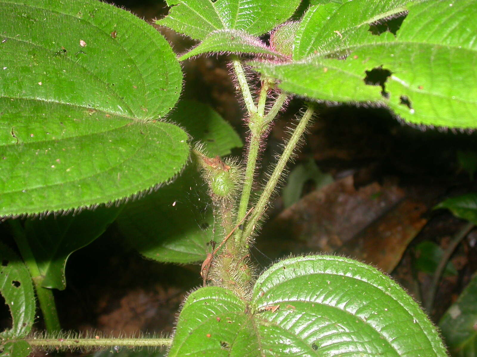 Miconia crenulata的圖片