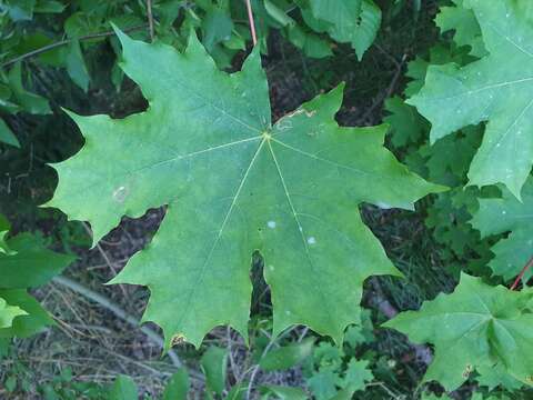 صورة Stigmella aceris (Frey 1857) Gerasimov 1952