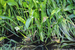 Sivun Sagittaria platyphylla (Engelm.) J. G. Sm. kuva