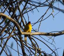 Image of Flame-throated Bulbul