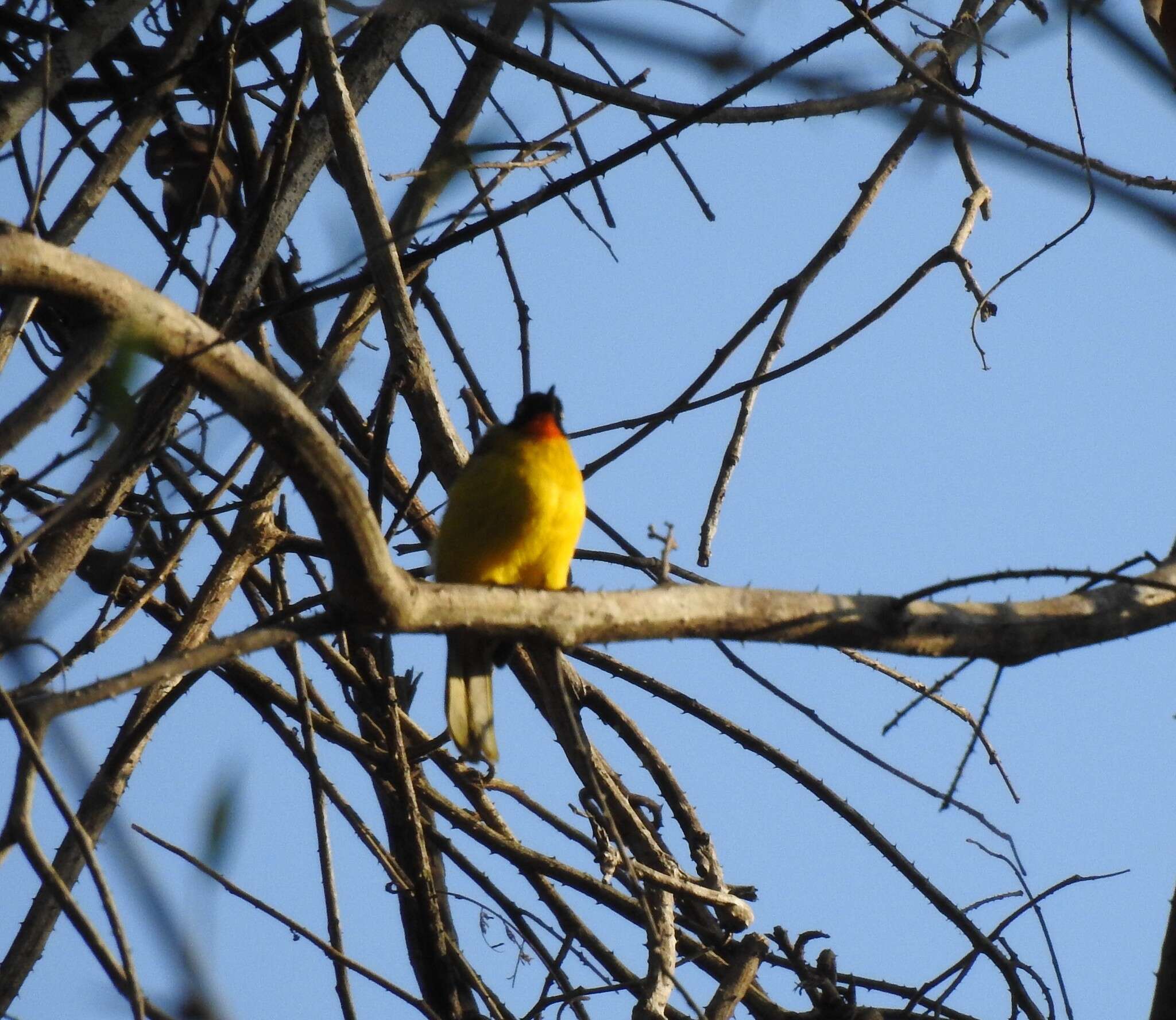 Image of Flame-throated Bulbul