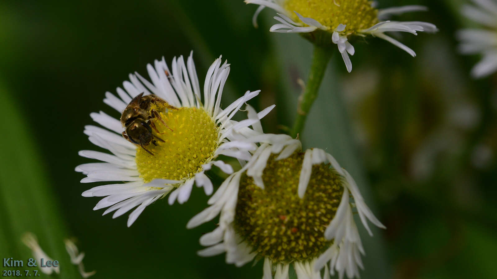 Image of Halictus aerarius Smith 1873