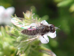 Image of Geron hesperidum Frey 1936