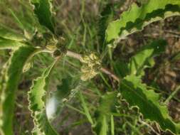 Image of Emory's milkweed