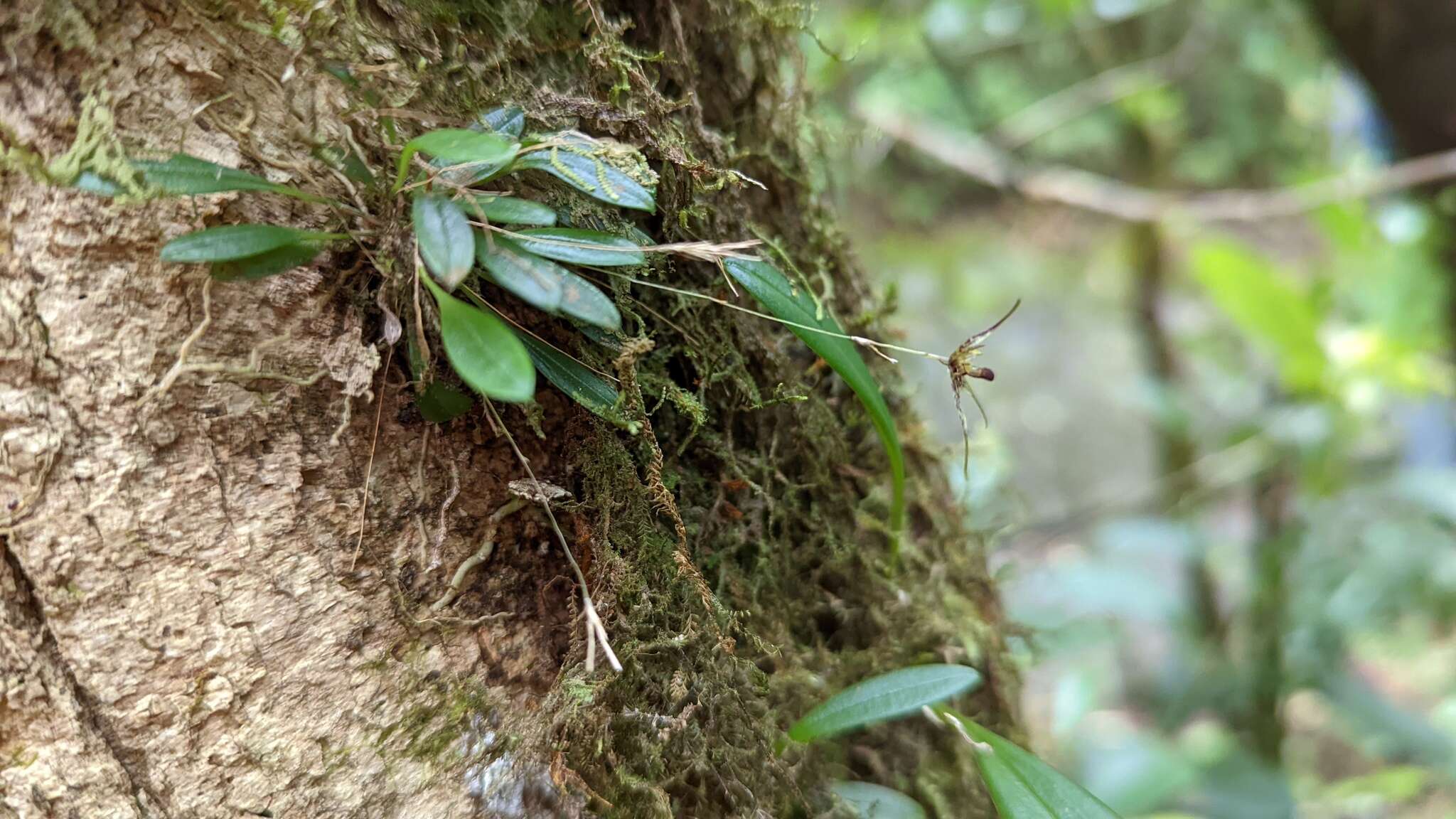 Image of Muscarella strumosa (Ames) Luer