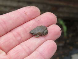 Image of Great Plains Narrowmouth Toad