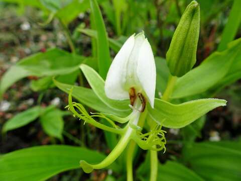 Слика од Habenaria intermedia D. Don