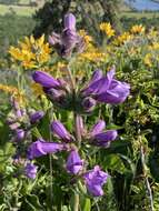 Image of stickystem penstemon