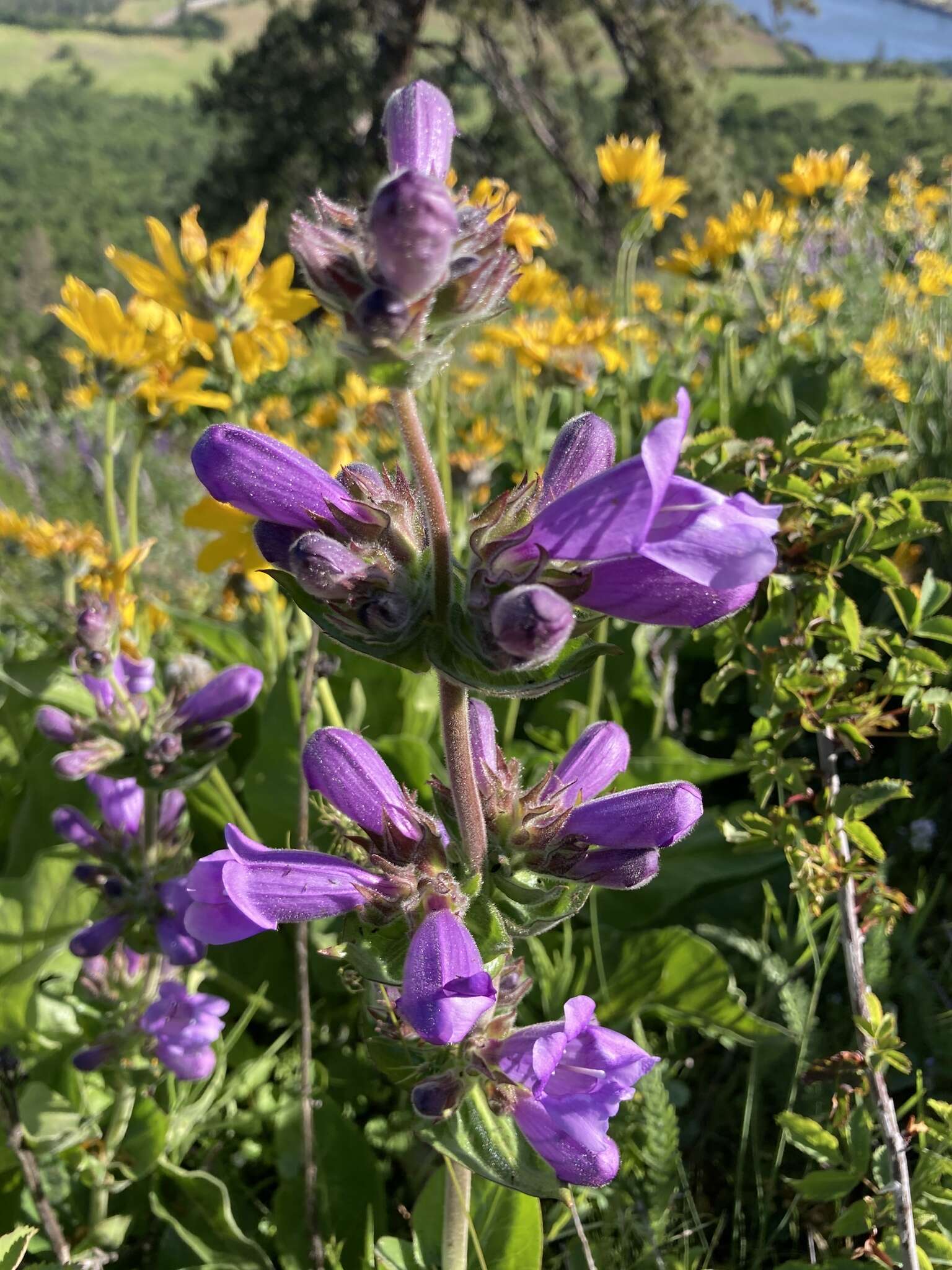 Image of stickystem penstemon