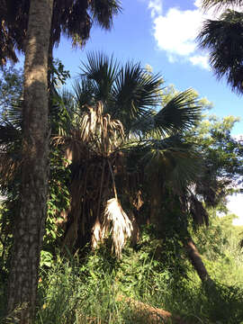 Image of Rio Grande palmetto