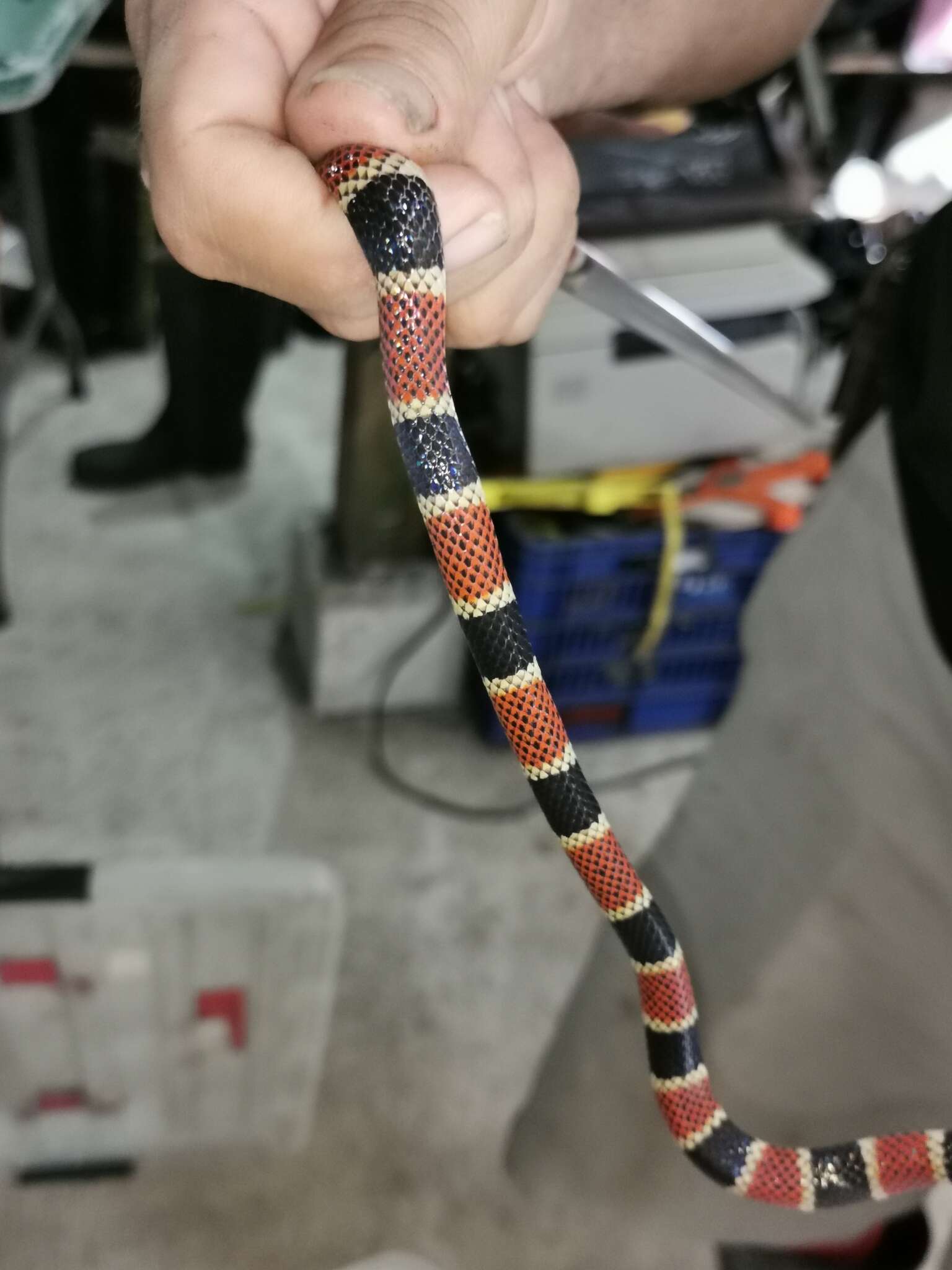 Image of Allen's Coral Snake