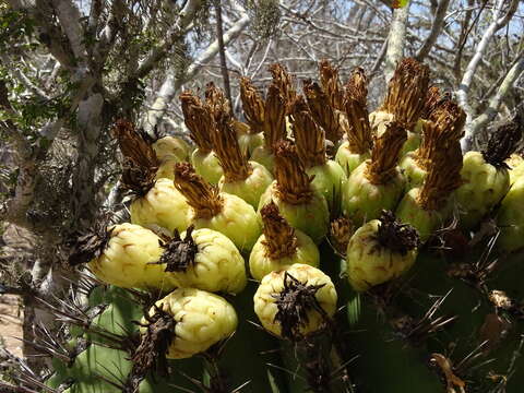 صورة Ferocactus herrerae J. G. Ortega