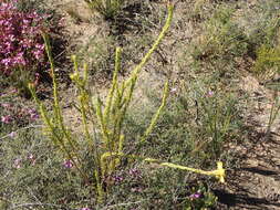 Image of Oedera calycina (L. fil.) N. G. Bergh