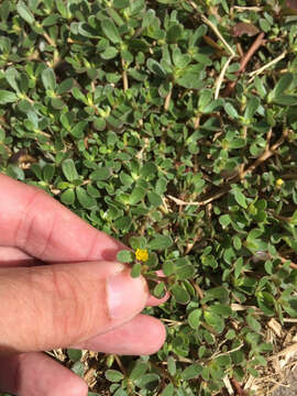 Image of common purslane