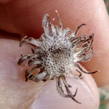 Sivun Encelia resinifera C. Clark kuva