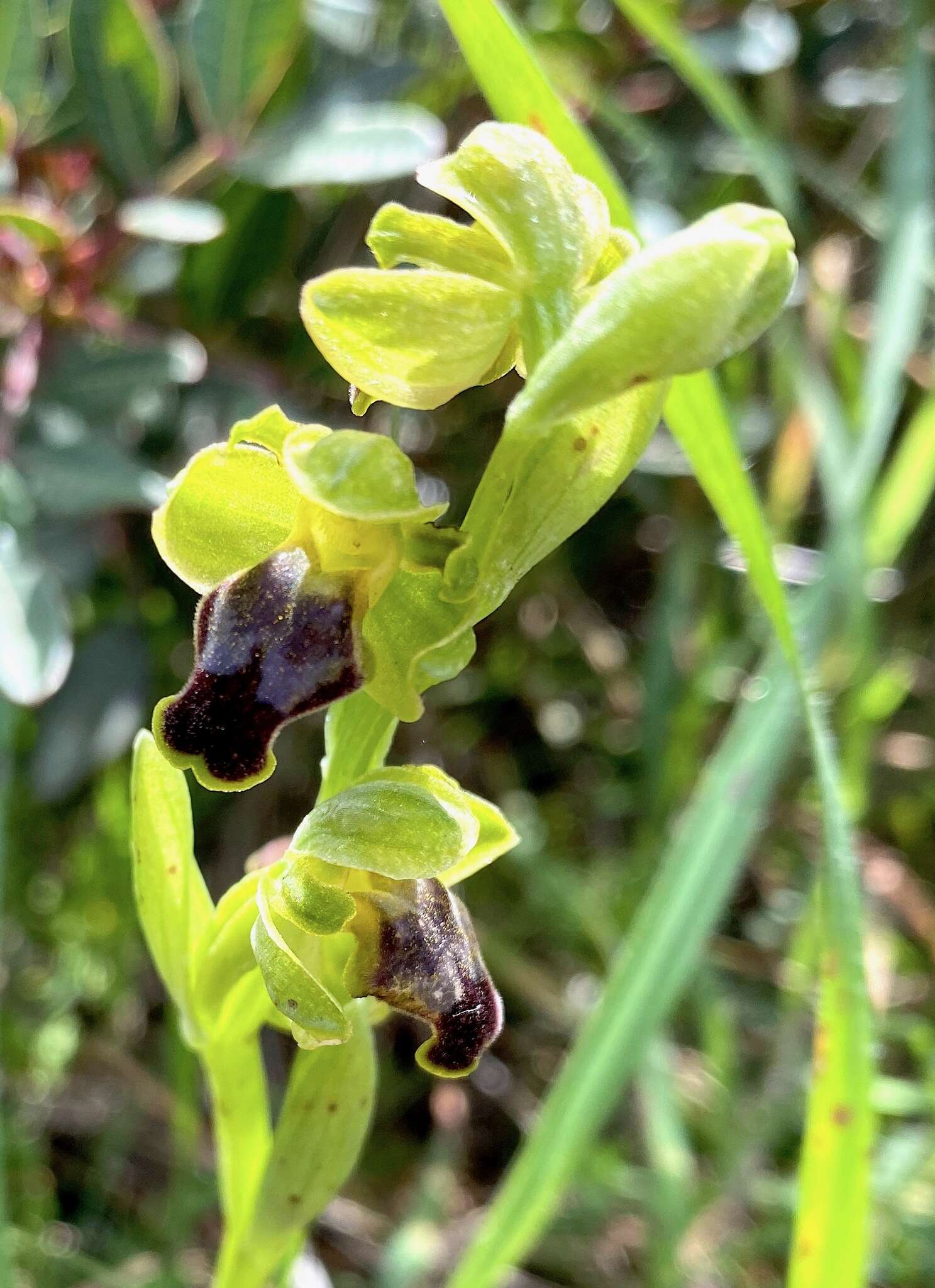 Image of Ophrys fusca subsp. cinereophila (Paulus & Gack) Faurh.