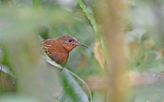 Image of Andean Dusky Leaftosser