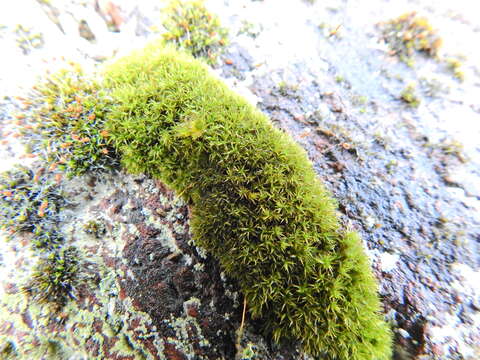 Image of rigid didymodon moss