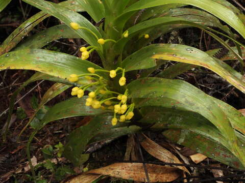 Image of Maxillaria aurea (Poepp. & Endl.) L. O. Williams