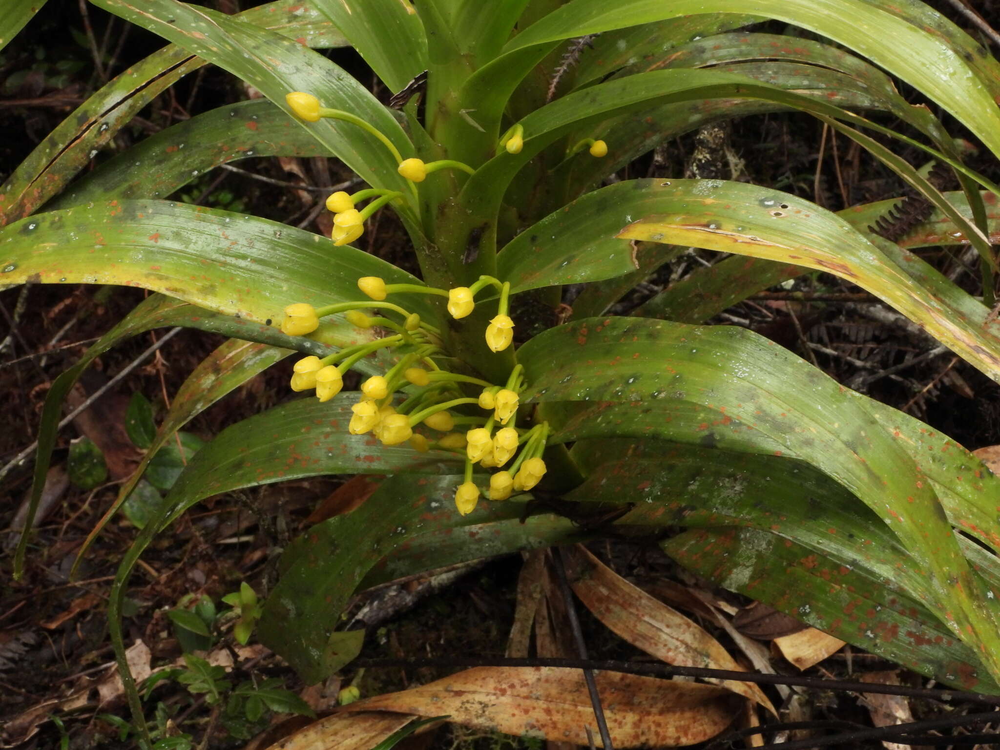 Image of Maxillaria aurea (Poepp. & Endl.) L. O. Williams