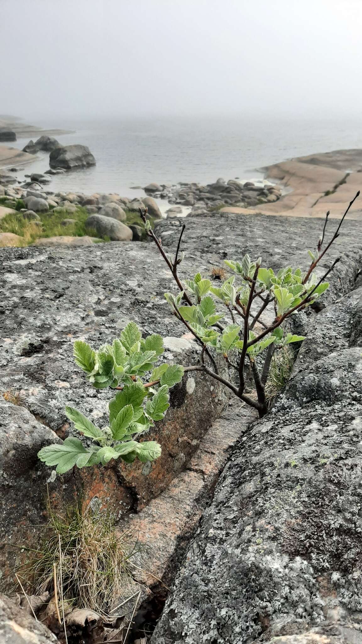 Plancia ëd Hedlundia hybrida (L.) Sennikov & Kurtto