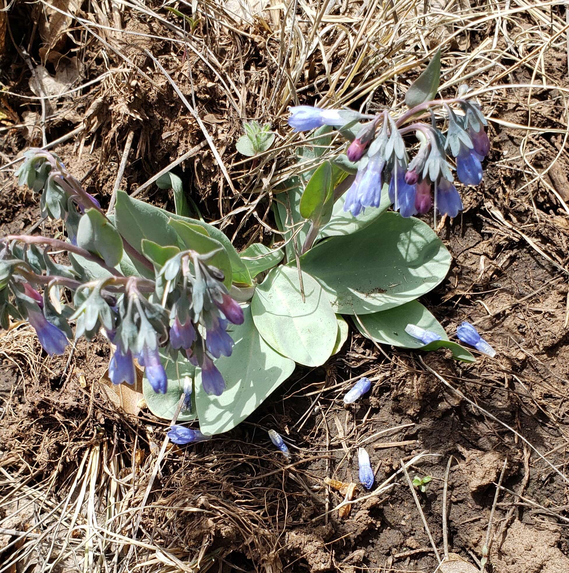 Image of Macdougal's bluebells